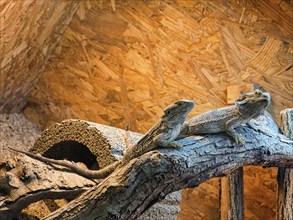 Two central bearded dragons (Pogona vitticeps), captive, butterfly house, butterfly farm,