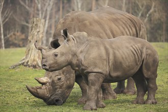 White rhinoceros (Ceratotherium simun), two, mother, young, captive