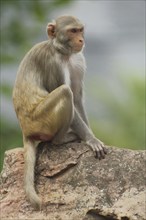 Rhesus macaque (Macaca mulatta) sitting on a rock, captive