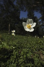 Snowdrop anemone (Anemone sylvestris) with dark surroundings, habitat, Liliental, Kaiserstuhl,