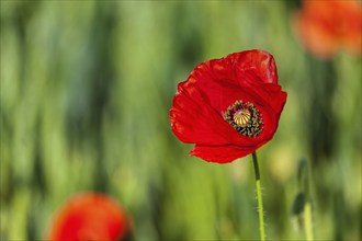 Red poppy in green field. South Moravia, Czech Republic, Europe