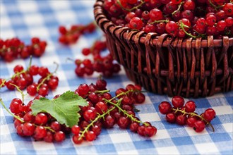 Redcurrant red currant berries in wicker bowl on kitchen table