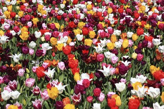 Many colourful tulips in one area