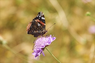 Red admiral (Vanessa atalanta) on a bloosom, ebro delta, Catalonia, Spain, Europe