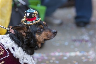 Dog in costume, Venice Carnival, Venice, Veneto, Italy, Europe