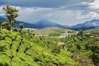 Green tea plantations in hills with dramatic sky. Munnar, Kerala, India, Asia