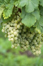 White grape vine (Vitis vinifera) on the vine, Southern Palatinate, Palatinate,