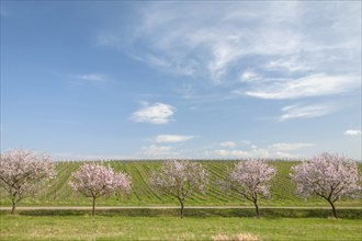 Blossoming almond trees in front of vineyard, cloudy sky, Southern Wine Route, Southern Palatinate,