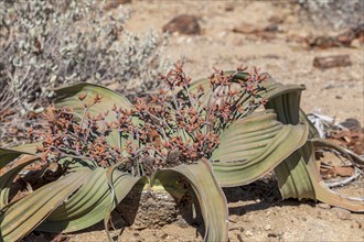 Welwitschia (Welwitschia mirabilis), Namibia, Africa