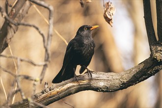 Blackbird (Turdus merula) male, Lower Austria, Austria, Europe