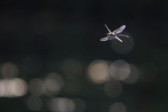 Flying migrant hawker (Aeshna mixta), Hesse, Germany, Europe