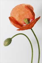 Poppy (Papaver), poppy flower, Germany, Europe