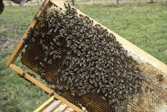 Honey bees (Apis), bees sitting on honeycombs in a frame, Baden-Württemberg, Germany, Europe