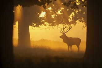 Red deer (Cervus elaphus) adult male stag on the edge of a woodland at sunrise, Surrey, England,