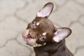 New Schade Mocca Orange Tan colored French Bulldog puppy