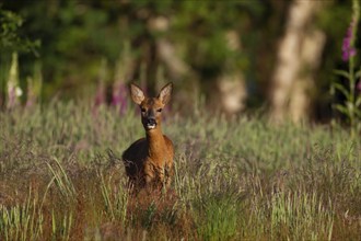 Roe deer (Capreolus capreolus) adult female doe in a woodland, Suffolk, England, United Kingdom,