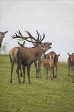 Red deer (Cervus elaphus) roaring with its herd in a mountain meadow during the rut, Allgäu,