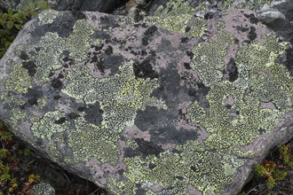 Map lichen (Rhizocarpon geographicum) on a stone, Lapland, Norway, Scandinavia, Europe