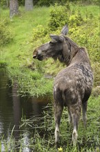 Elk (Alces alces) Cow securing itself on the bank of a pond, Southern Sweden, Sweden, Scandinavia,