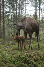 Elk (Alces alces) female with approx. 4-week-old young, Central Sweden, Sweden, Scandinavia, Europe