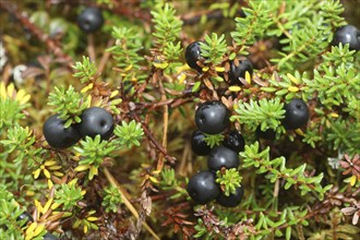 Black crowberries (Empetrum nigrum) in the tundra, Lapland, Norway, Europe