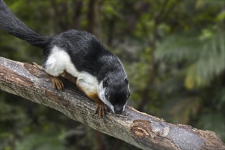 Prevost's squirrel, Asian tri-colored squirrel (Callosciurus prevostii) in tropical rain forest,