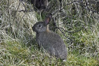 Rabbit (Oryctolagus cuniculus) in shrubs, thicket, Germany, Europe