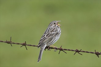 Corn bunting (Miliaria calandra) singing from barbwire, barbed wire along meadow, field in spring