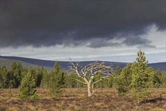 Dead Scots pine (Pinus sylvestris) tree in moorland, heath, Cairngorms National Park, Badenoch and