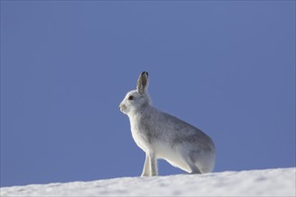 Mountain hare (Lepus timidus), Alpine hare, snow hare in white winter pelage sitting in the snow