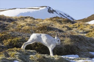 Mountain hare (Lepus timidus), Alpine hare, snow hare in white winter pelage stretching limbs in