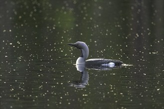 Black-throated loon, Arctic loon, black-throated diver (Gavia arctica) in breeding plumage swimming