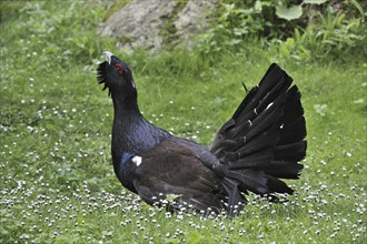 Western Capercaillie (Tetrao urogallus), Wood Grouse, Heather Cock male displaying in forest