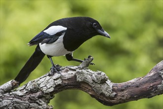 Eurasian Magpie, European Magpie (Pica pica), Common Magpie perched on branch