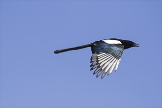 Eurasian magpie (Pica pica), common magpie calling in flight against blue sky