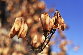 Frost damage to magnolia, Germany, Europe