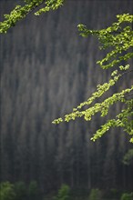 More than 40% of the forest in Sauerland is damaged, but in the Corona crisis many walkers are