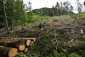 Forest damage in the Sauerland region has caused about 40 % of the spruce stand, especially in