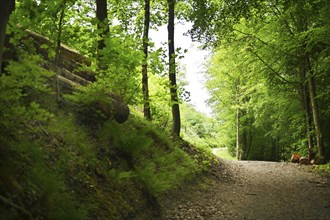 Forest damage in the Sauerland region has caused about 40 % of the spruce stand, especially in