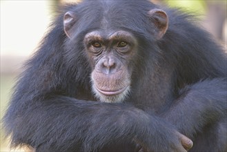 West African Chimpanzee (Pan troglodytes verus), Tacugama Chimpanzee Sanctuary, Province Western