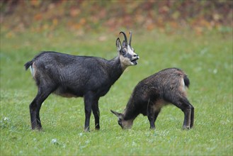 Alpine chamois (Rupicapra rupicapra), female with young, grazing in a meadow in front of