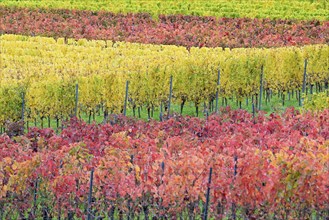 View of vines with autumn leaves, Moselle, Rhineland-Palatinate, Germany, Europe