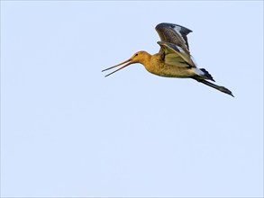 Black-tailed godwit (Limosa limosa), calling in flight, Texel Island, Netherlands