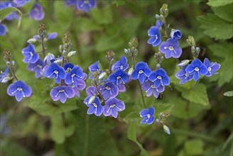 Blossoms of germander speedwell (Veronica chamaedrys), Bavaria, Germany, Europe