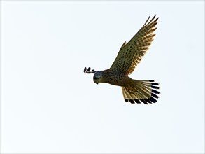 Kestrel, female Common Kestrel (Falco tinnunculus) in flight, shaking, looking for prey, Texel