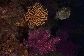 Violescent sea-whip (Paramuricea clavata) with open polyps and yellow gorgonian (Eunicella