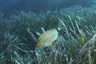 Ringed seabream (Diplodus anularis) in the Mediterranean near Hyères. Dive site Giens Peninsula,