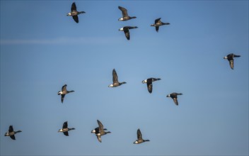 Brent Goose (Branta bernicla), birds in flight over Marshes at winter time