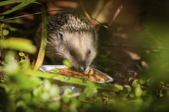 Hedgehog mother with young in the living environment of humans. A near-natural garden is a good