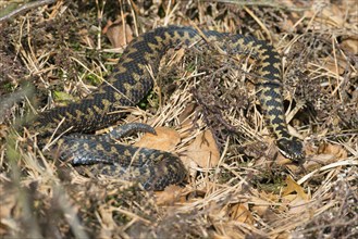 Wild common european viper (Vipera berus), brown adult, female, crawls well camouflaged in the sun